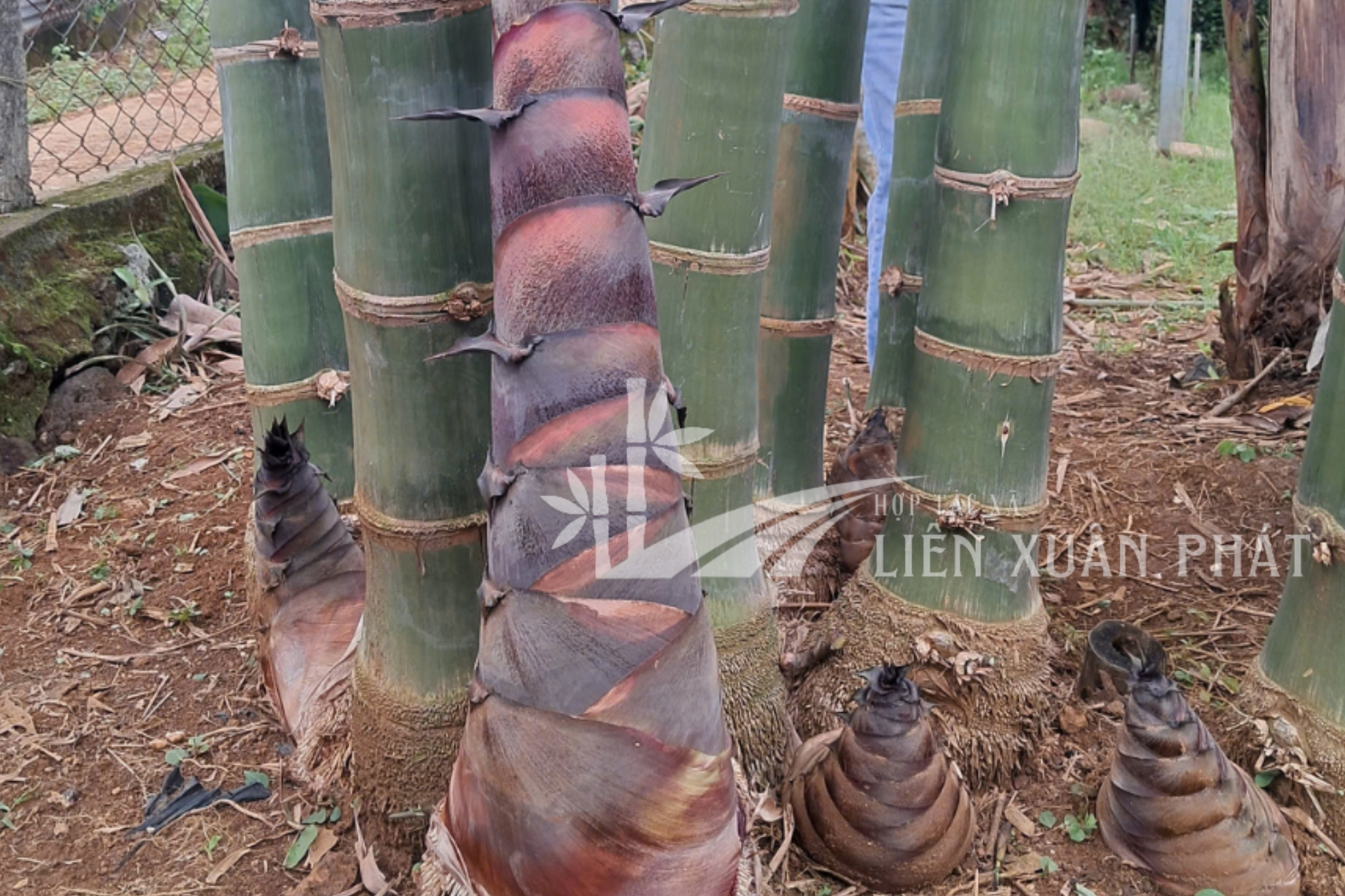 HỢP TÁC XÃ NÔNG LÂM NGHIỆP VÀ DỊCH VỤ LIÊN XUÂN PHÁT