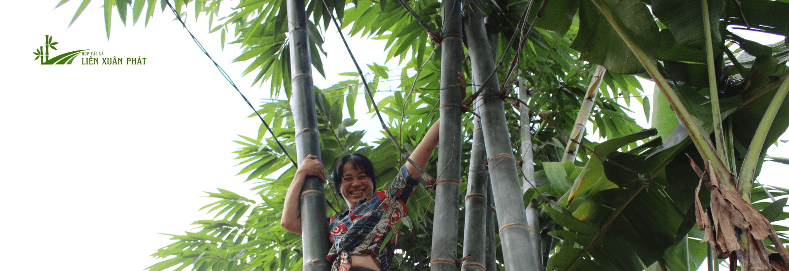 10 lý do tại sao tre là loài thực vật tuyệt vời nhất thế giới