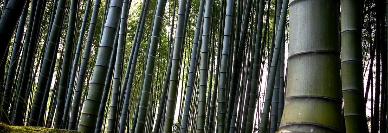 Tre khổng lồ cấy mô