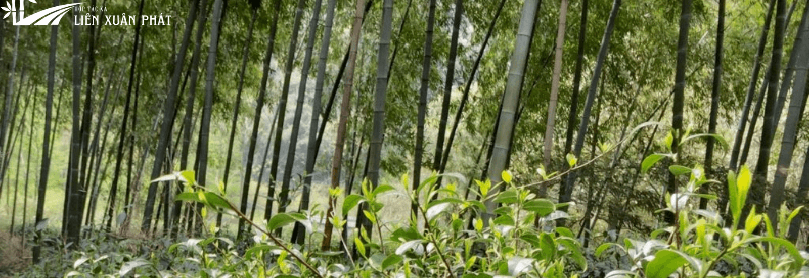 Tre có thể giúp chúng ta chống lại cả biến đổi khí hậu và đói nghèo