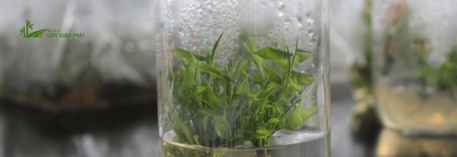 Ưu điểm của phương pháp cấy mô nông nghiệp