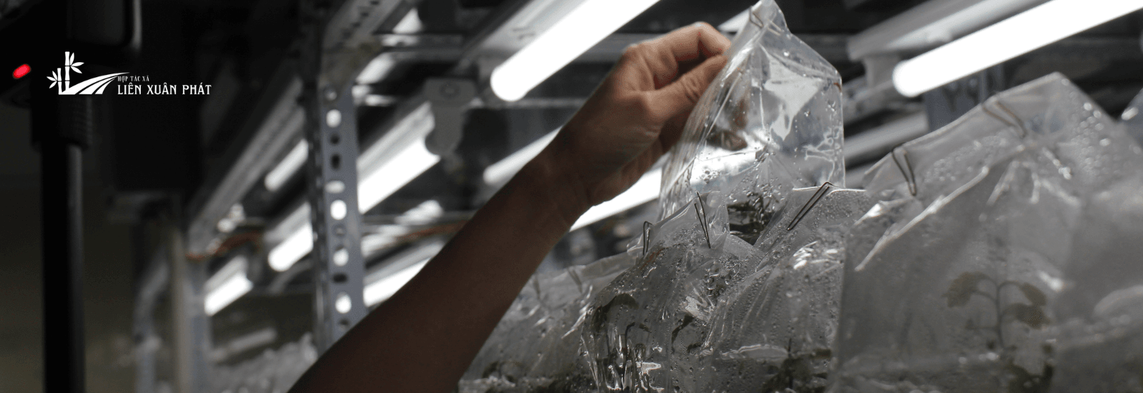 Về Kỹ thuật trồng và khai thác tre khổng lồ