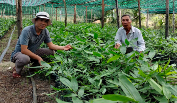 Vườn ươm LXP 1 Vườn ươm cây giống cấy mô Liên Xuân Phát