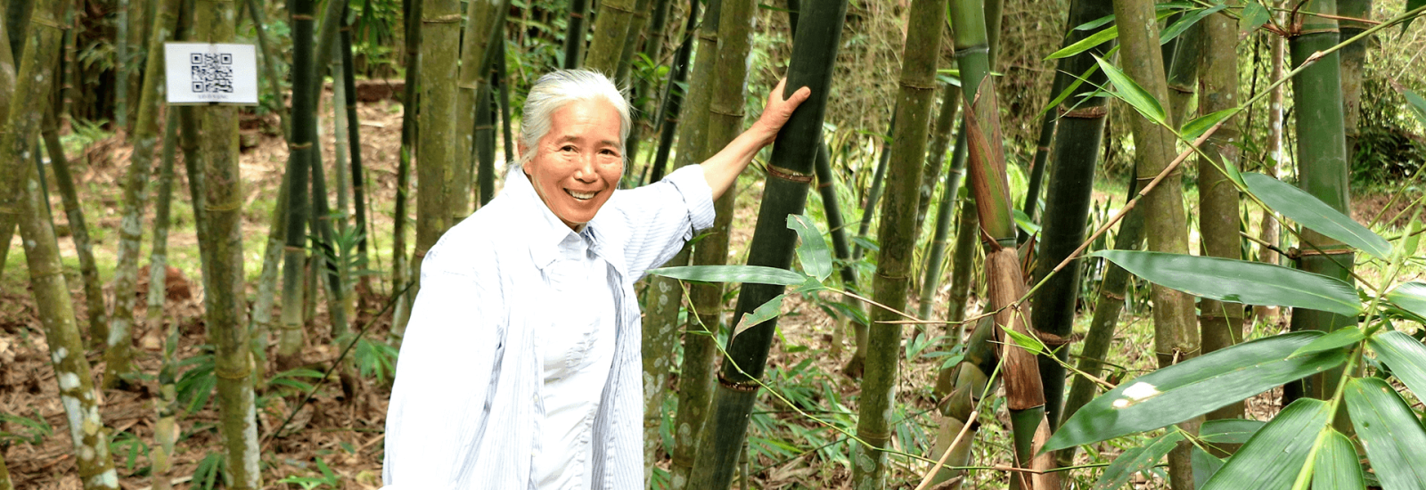 Tiến sĩ Diệp Thị Mỹ Hạnh " Minh Oan" Cho Cây tre